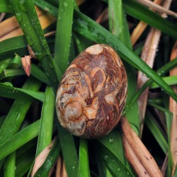 Yoni egg ίασπις picture