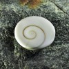 Κοχύλι το μάτι του Shiva 1